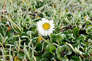 Blume mit Frost