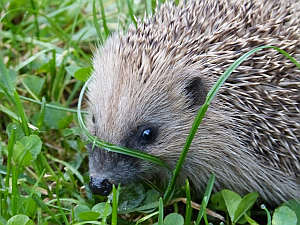 Igel