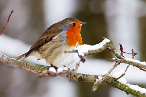 Rotkehlchen im Winter Rotkehlchen