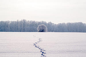Winter Winter