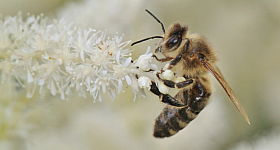 ➤ 5 Tipps: Wie kann man Bienen helfen?