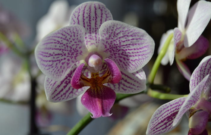 orchideen-zurueckschneiden