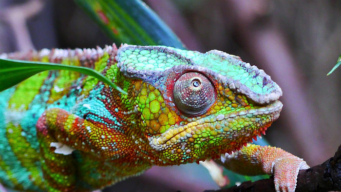 chameleon-farben