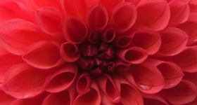 Blüte