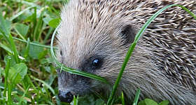 Igel