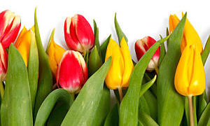 Tulpen