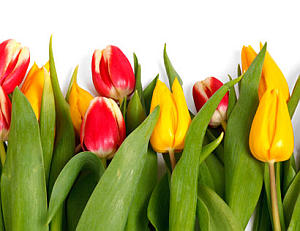 Tulpen