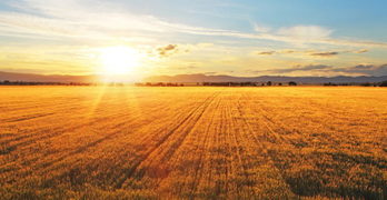 waldbrandgefahr-durch-autos-im-sommer