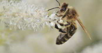 bienen-helfen