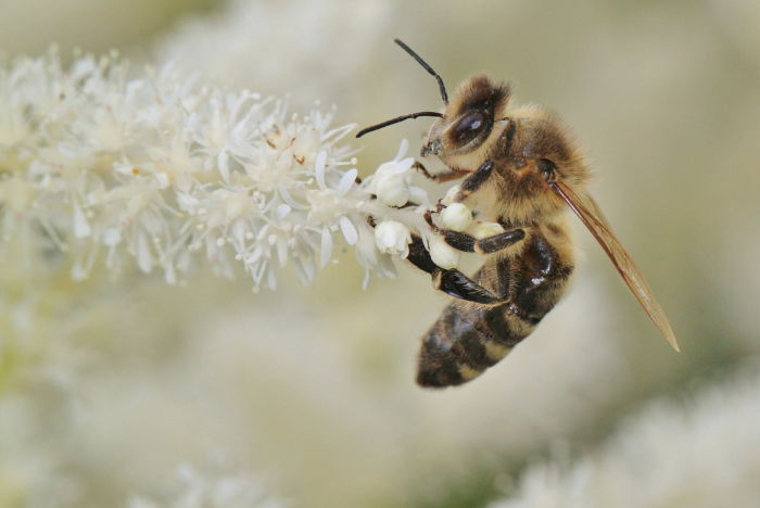 bienen-helfen