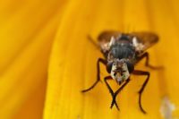 Tipps für einen insektenfreien Haushalt